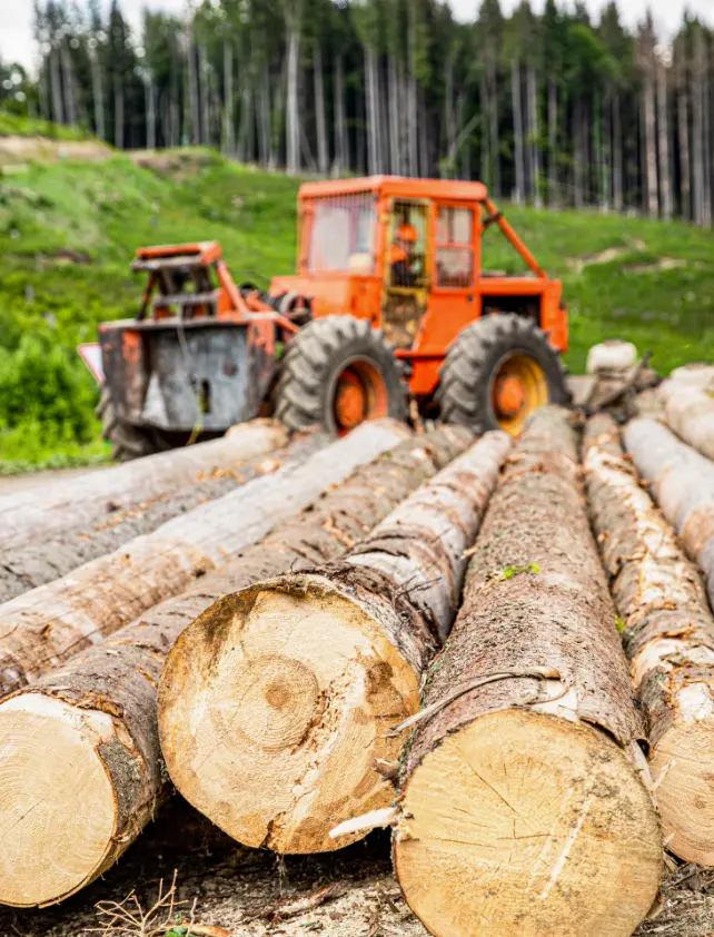 Branche Forstwirtschaft